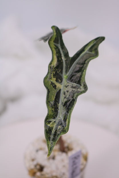 Alocasia Pink Nobilis