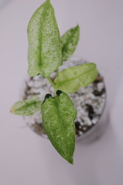 Alocasia Frydek Mint Lava aka Mosaic