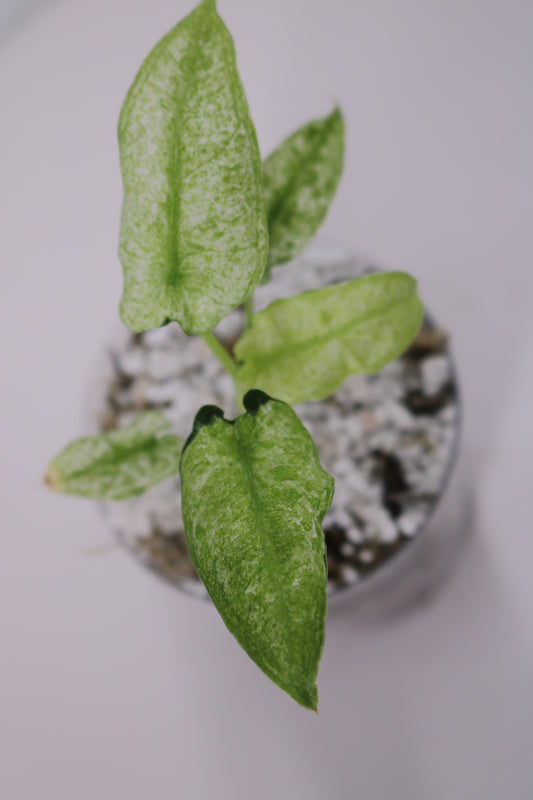 Alocasia Frydek Mint Lava aka Mosaic