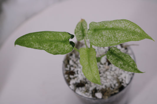 Alocasia Frydek Mint Lava aka Mosaic