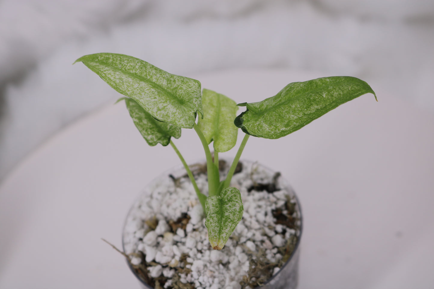Alocasia Frydek Mint Lava aka Mosaic