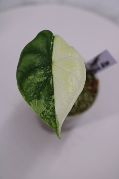 Alocasia Dragon Scale Albo