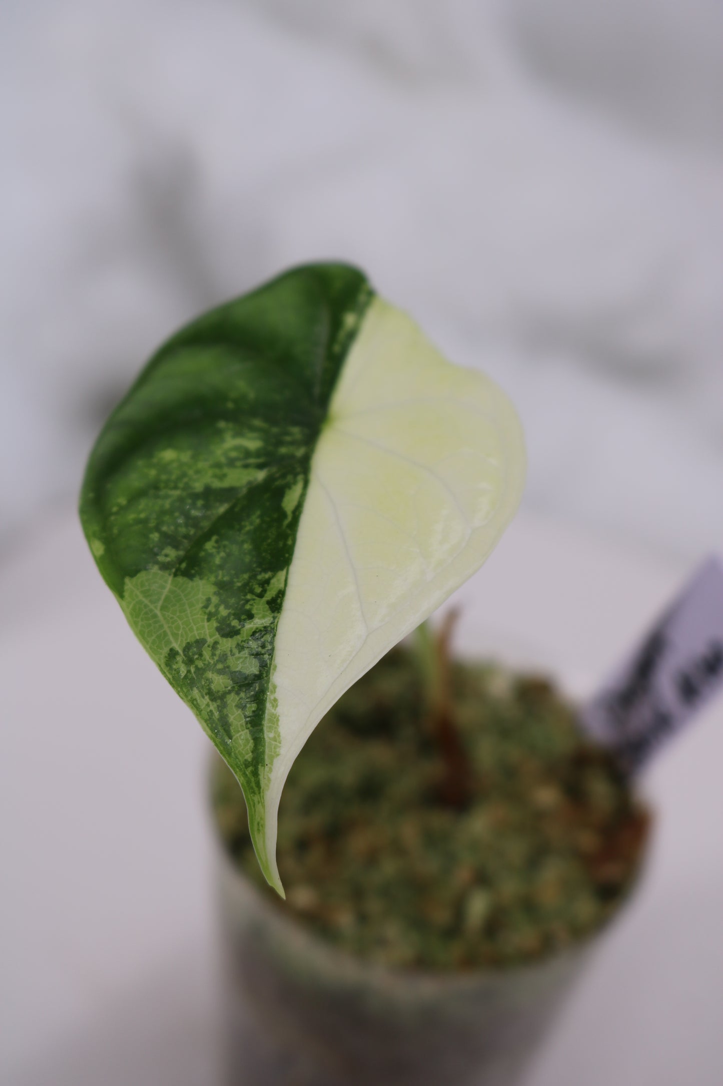 Alocasia Dragon Scale Albo