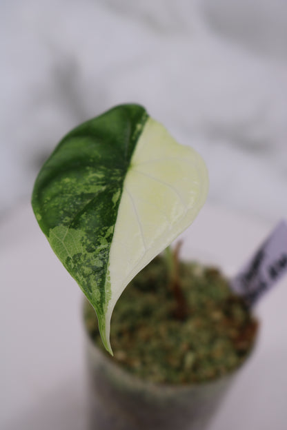 Alocasia Dragon Scale Albo
