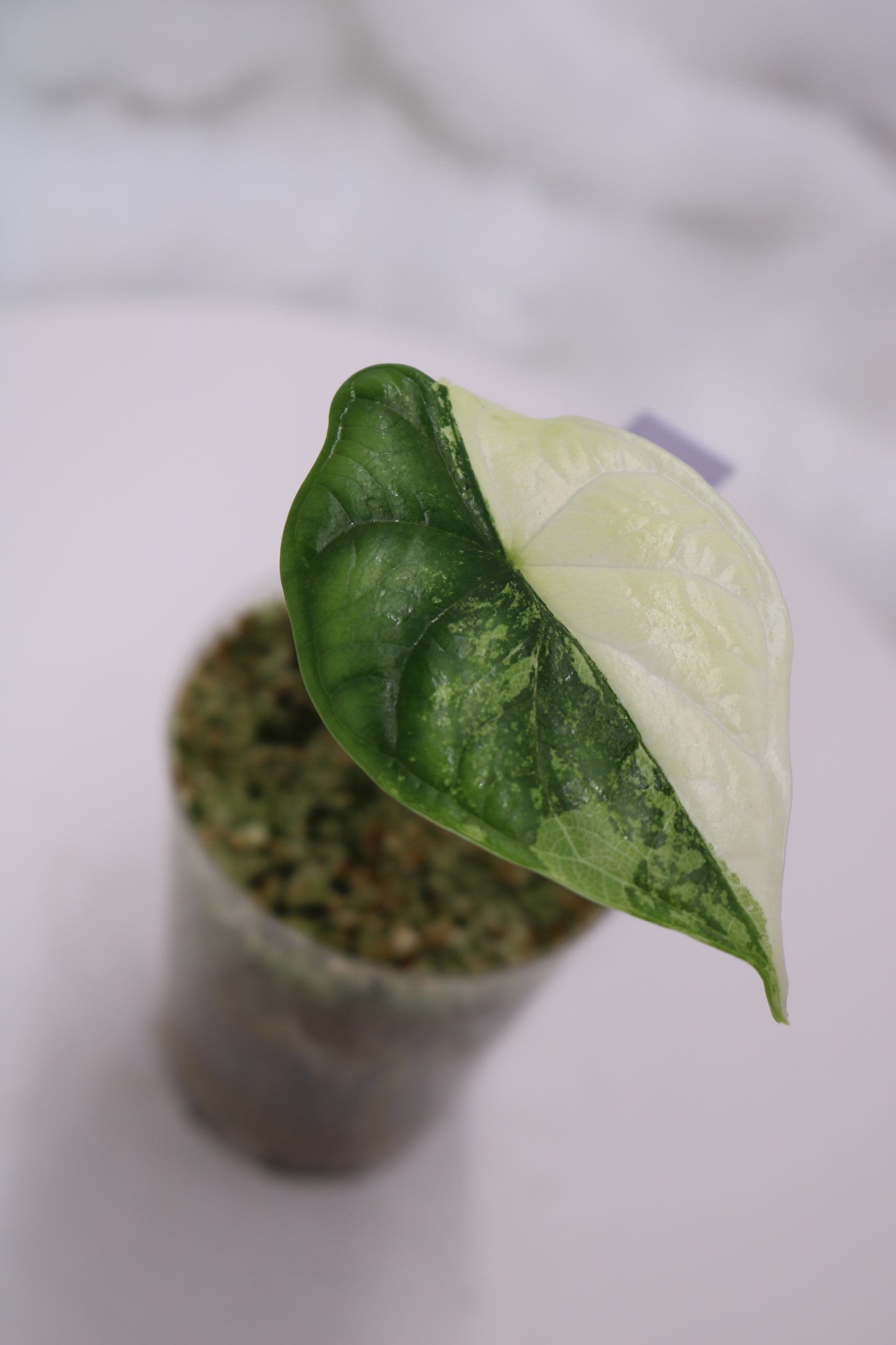 Alocasia Dragon Scale Albo