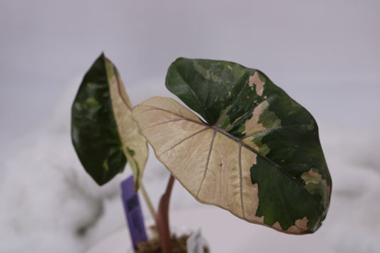 Alocasia Yucatan Princess Variegated