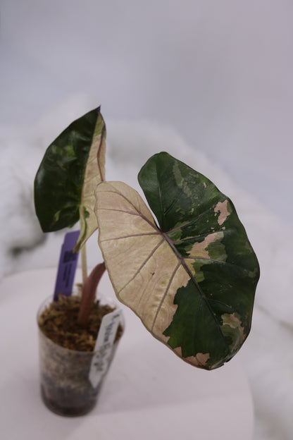 Alocasia Yucatan Princess Variegated