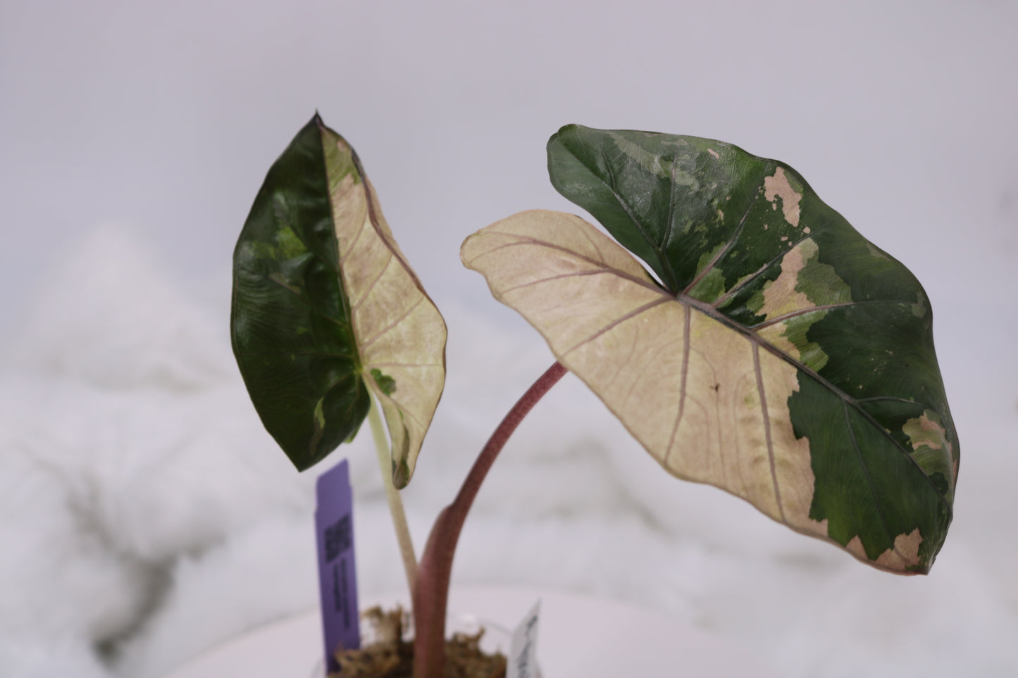 Alocasia Yucatan Princess Variegated