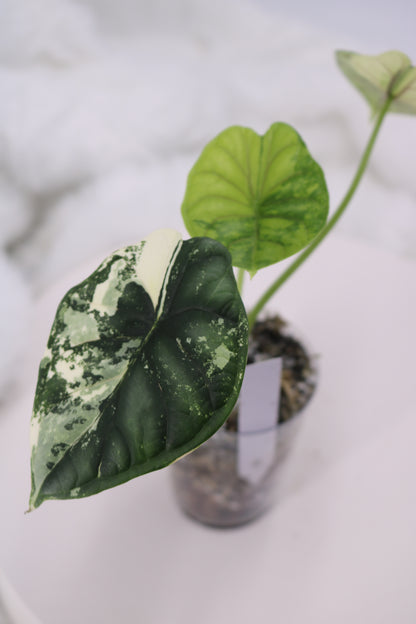 Alocasia Dragon Scale Albo