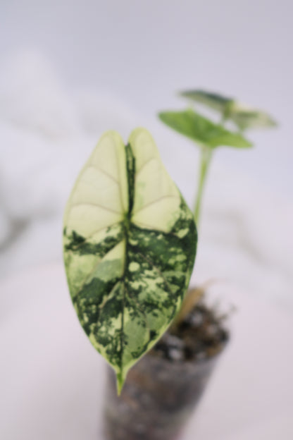 Alocasia Dragon Scale Albo