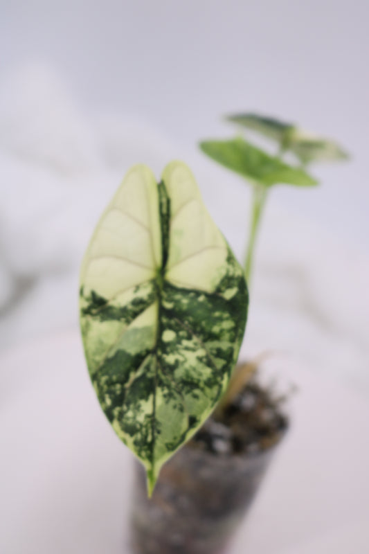 Alocasia Dragon Scale Albo