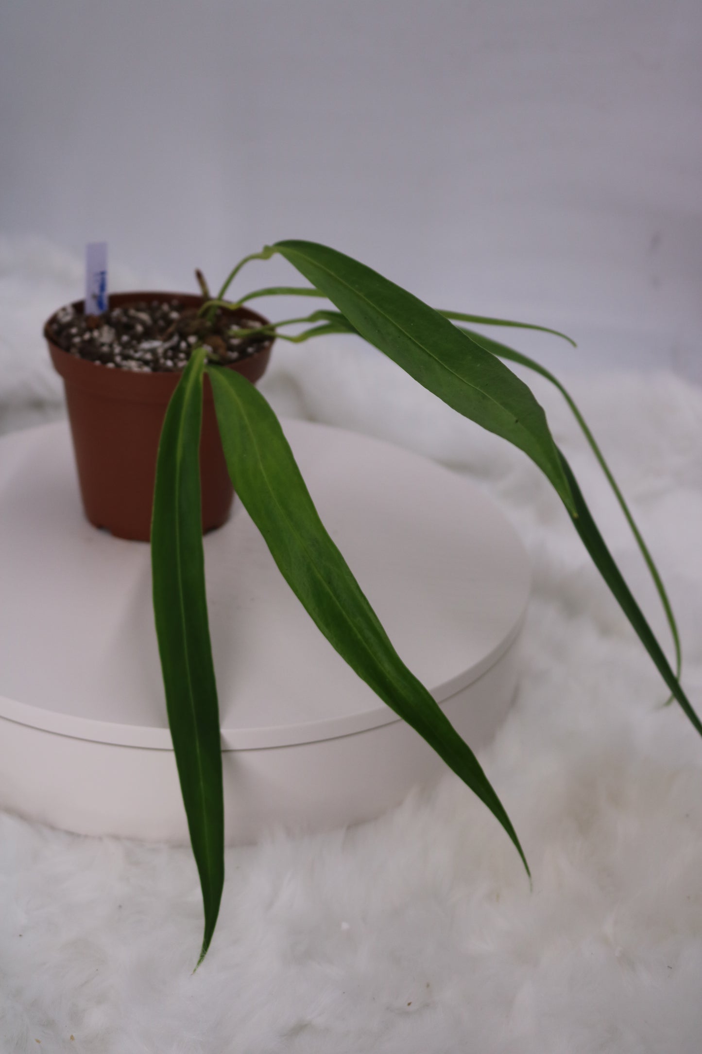 Anthurium Friedrichsthalii