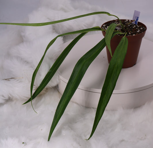 Anthurium Friedrichsthalii