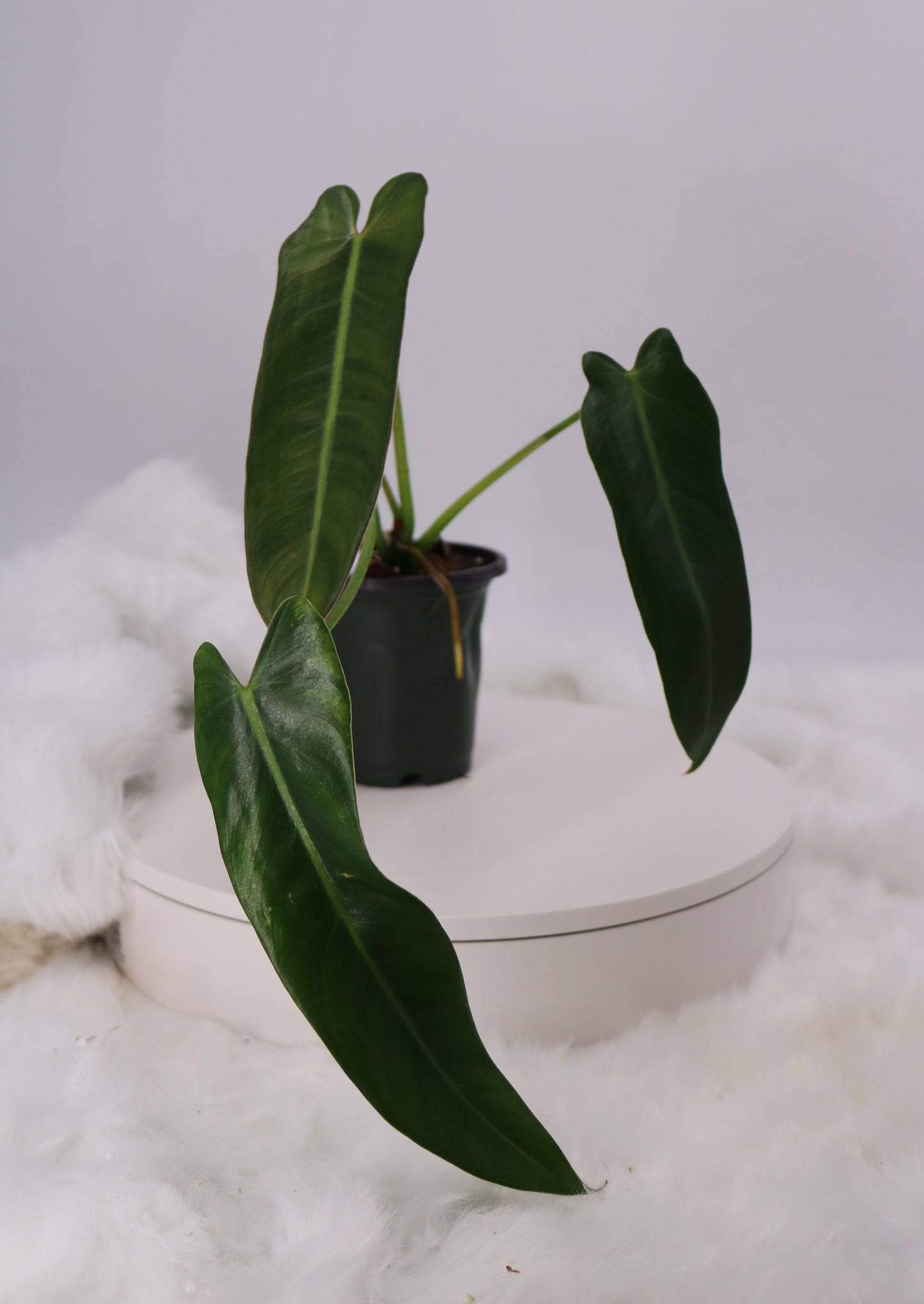 Philodendron Spiritus Sancti
