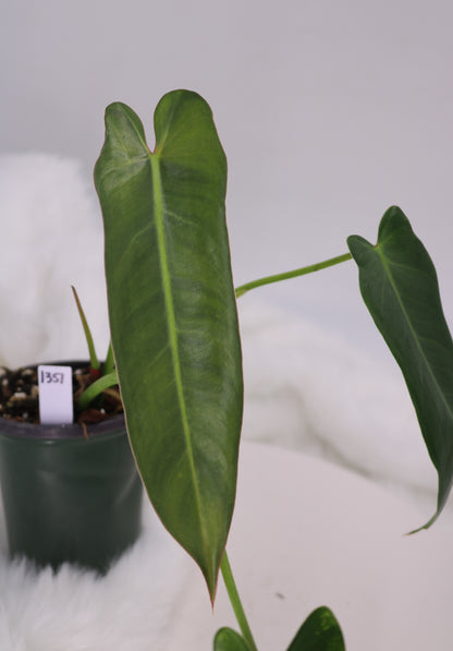 Philodendron Spiritus Sancti