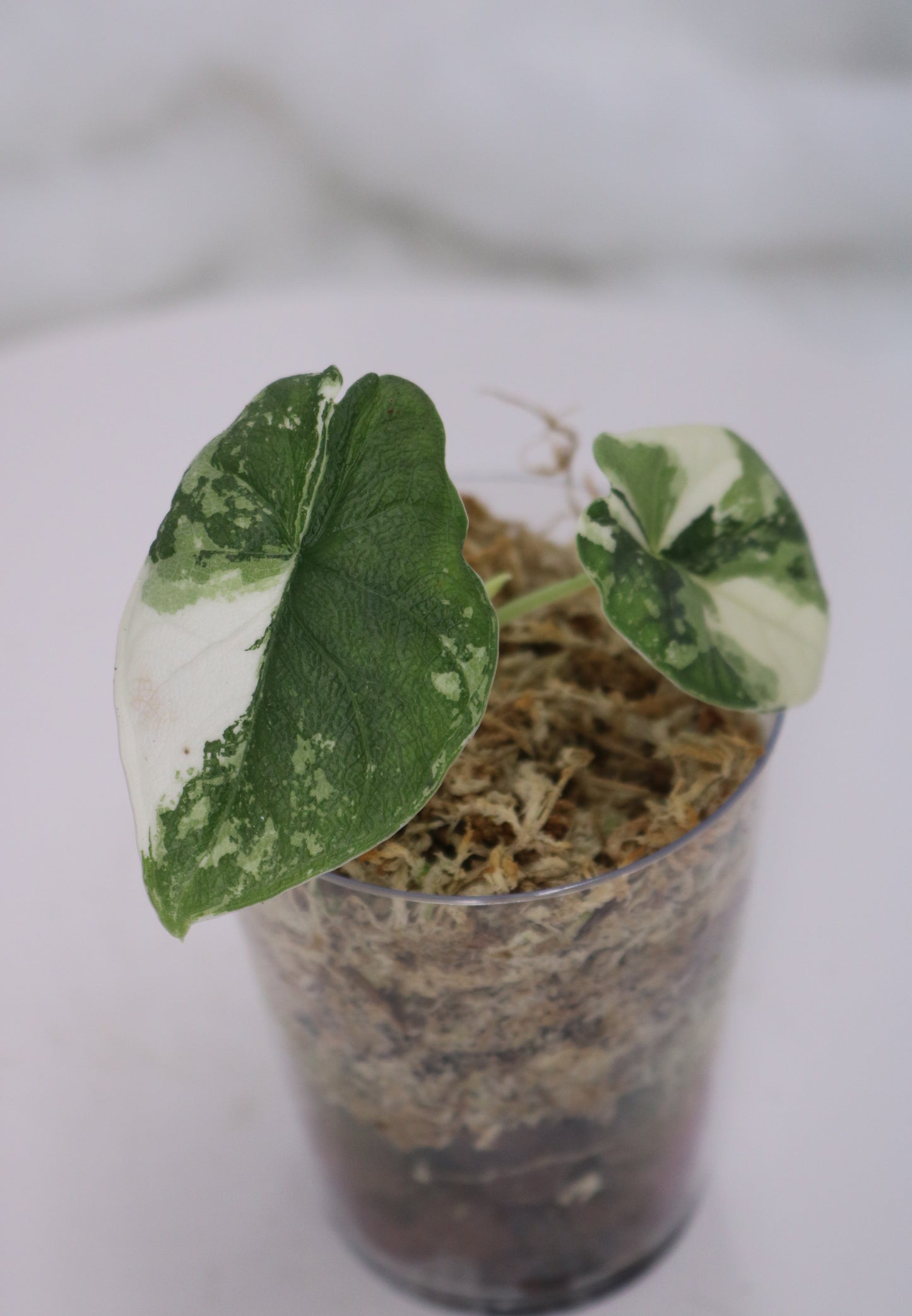Alocasia Melo Albo