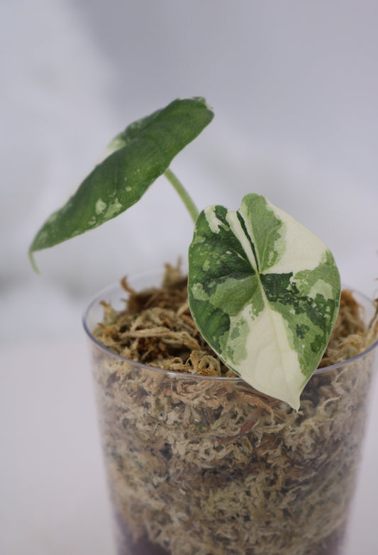 Alocasia Melo Albo