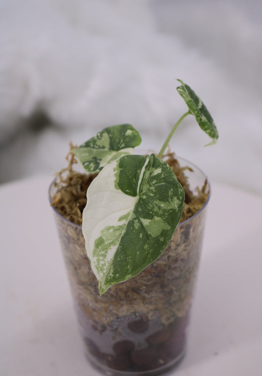 Alocasia Melo