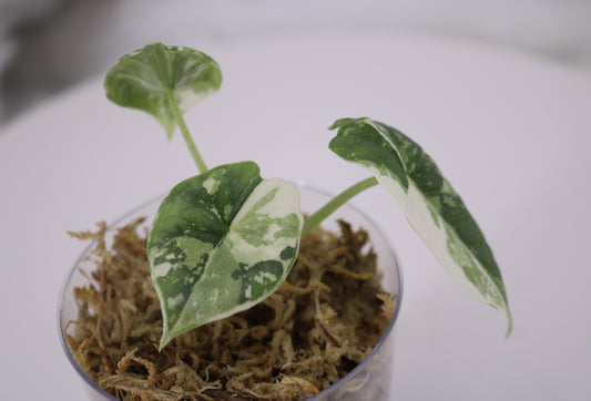 Alocasia Melo