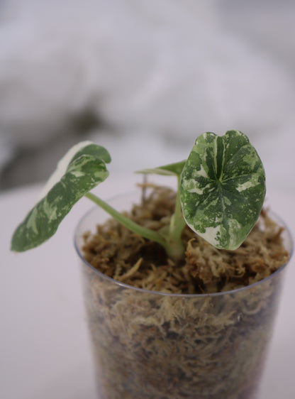 Alocasia Melo