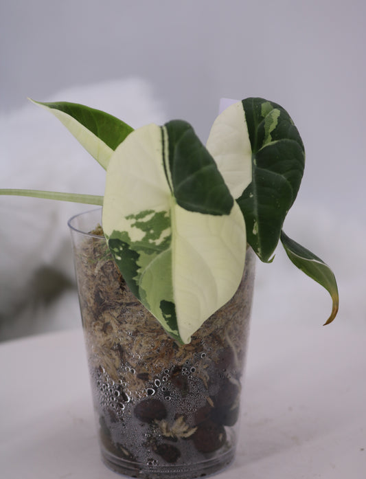 Alocasia Maharani Albo