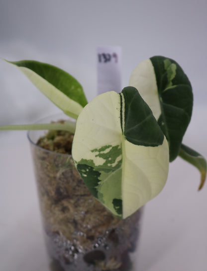 Alocasia Maharani Albo