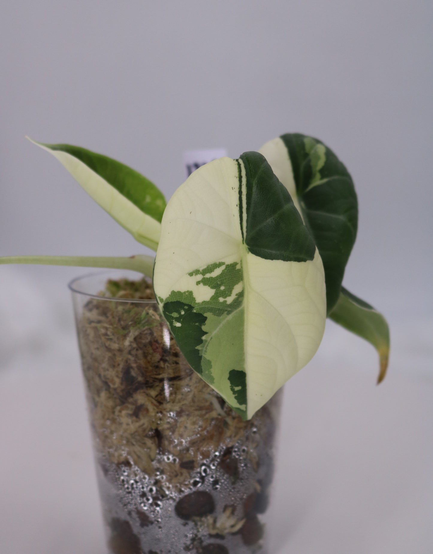 Alocasia Maharani Albo