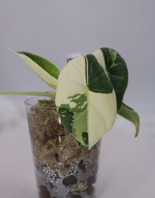 Alocasia Maharani Albo