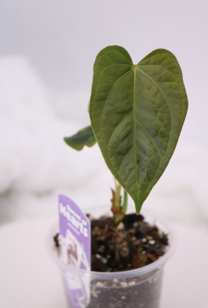 Anthurium Queen of Hearts