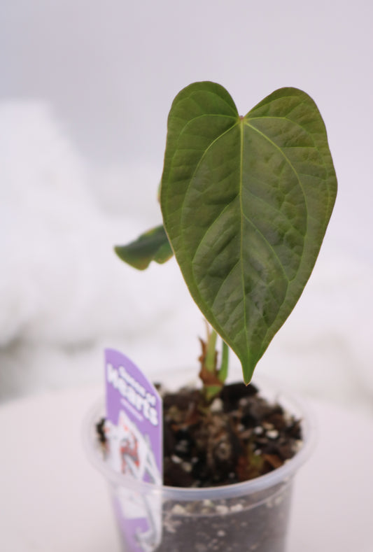 Anthurium Queen of Hearts