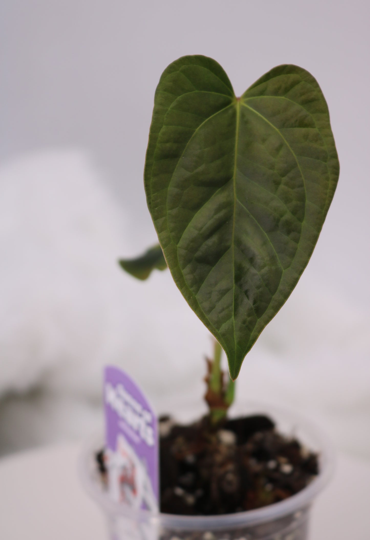 Anthurium Queen of Hearts