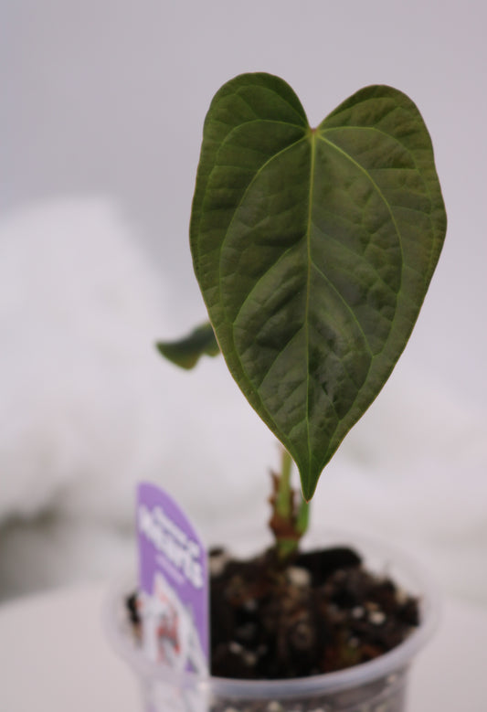 Anthurium Queen of Hearts