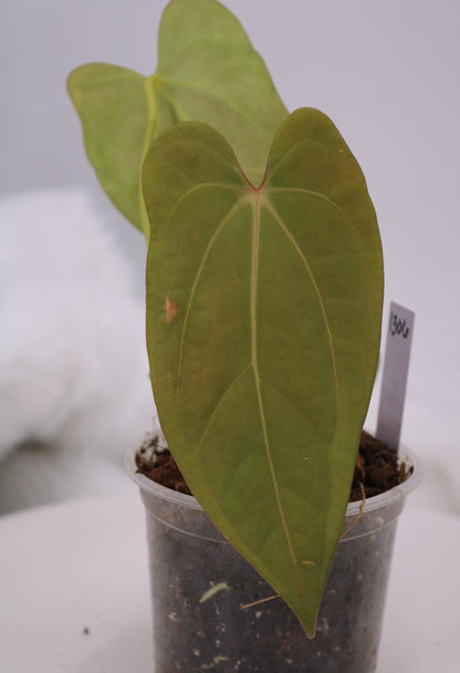 Anthurium Sam's Red Dream x Anthurium Ft. Sherman Hybrid