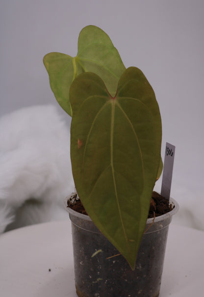 Anthurium Sam's Red Dream x Anthurium Ft. Sherman Hybrid