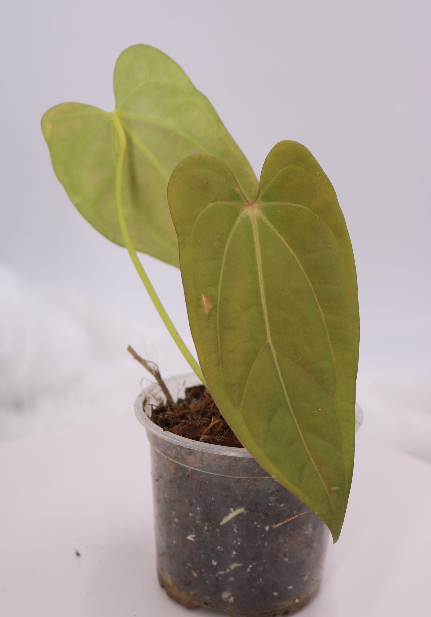 Anthurium Sam's Red Dream x Anthurium Ft. Sherman Hybrid