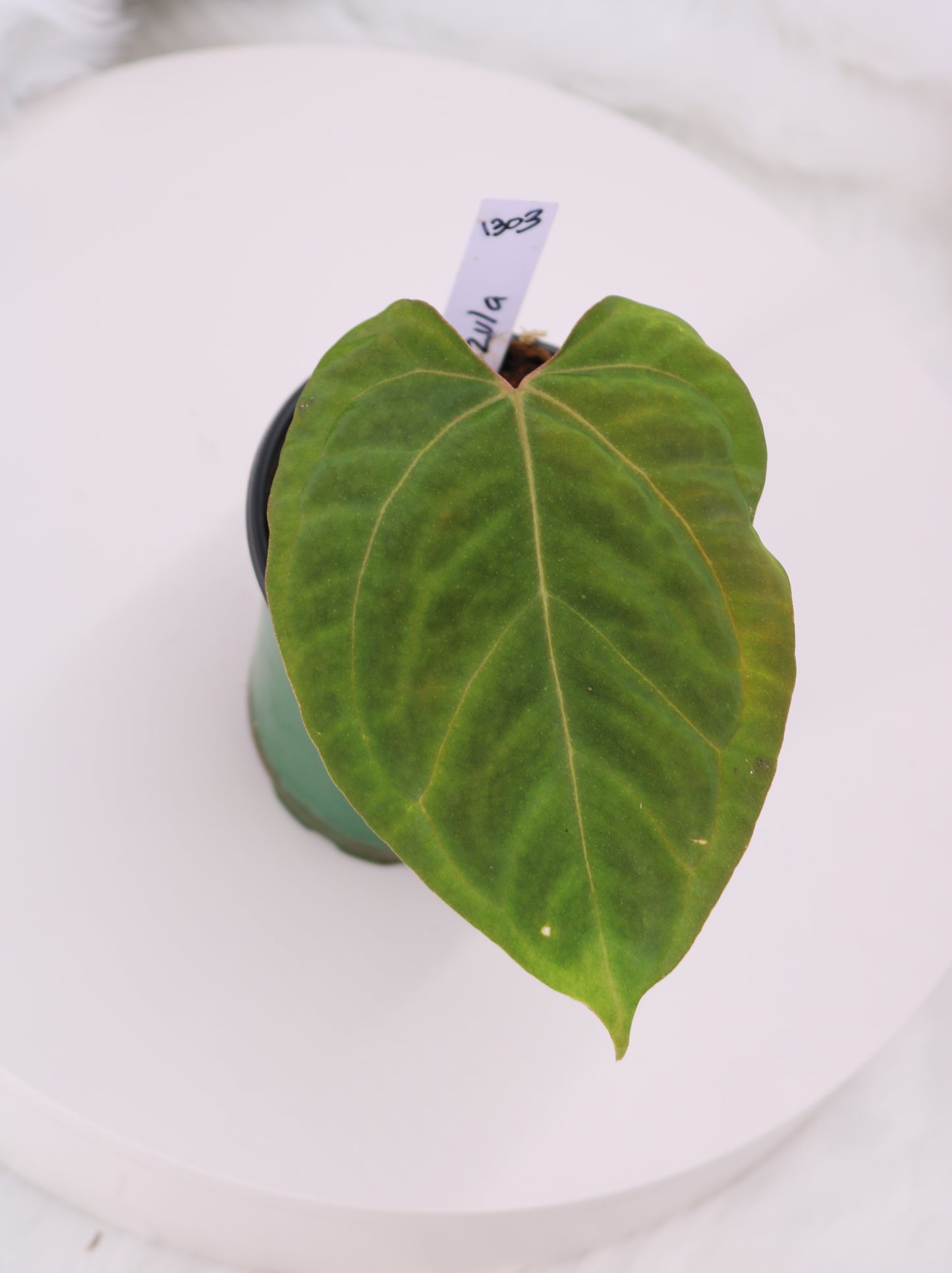 Anthurium Tezula Velvet Giant x Anthurium Ft. Sherman/Pap