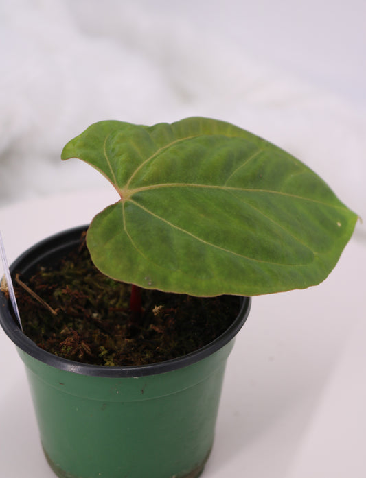 Anthurium Tezula Velvet Giant x Anthurium Ft. Sherman/Pap