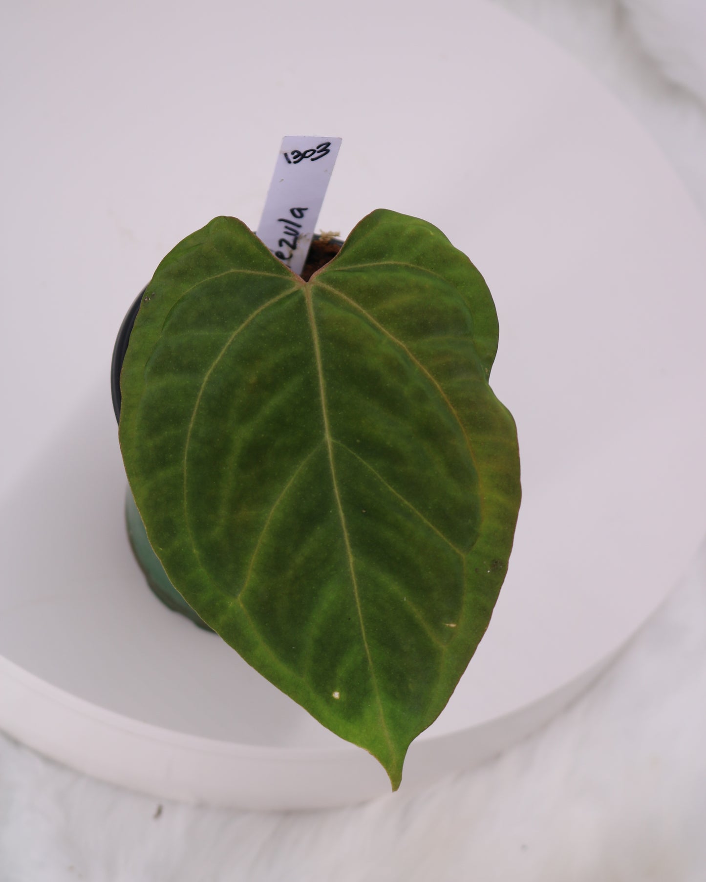 Anthurium Tezula Velvet Giant x Anthurium Ft. Sherman/Pap