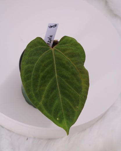 Anthurium Tezula Velvet Giant x Anthurium Ft. Sherman/Pap