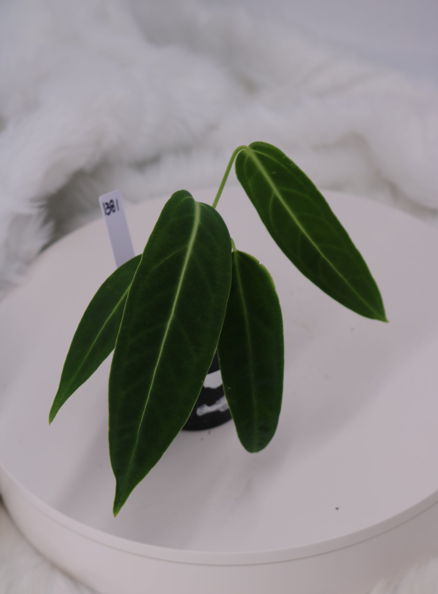 Anthurium Warocqueanum