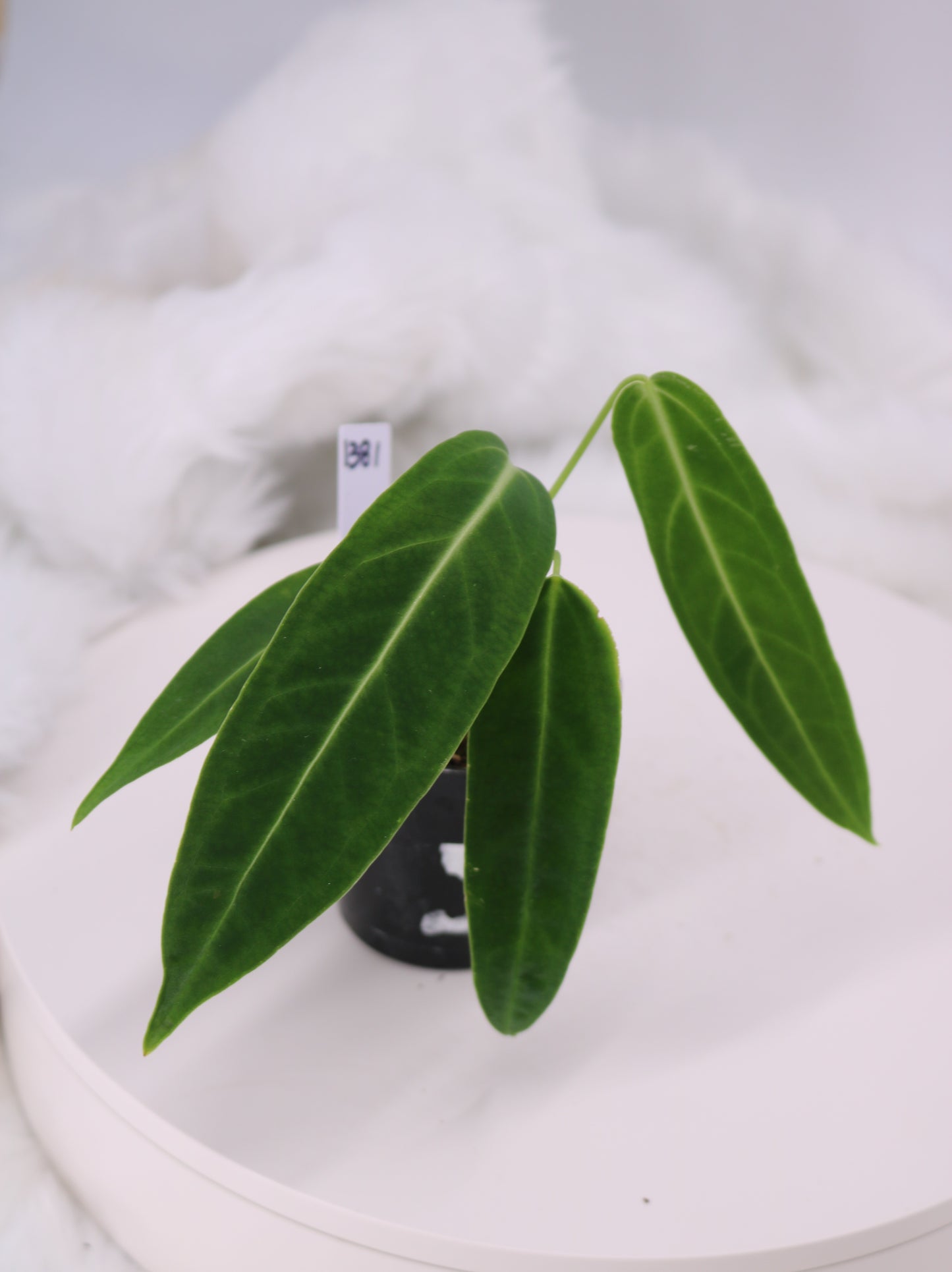 Anthurium Warocqueanum