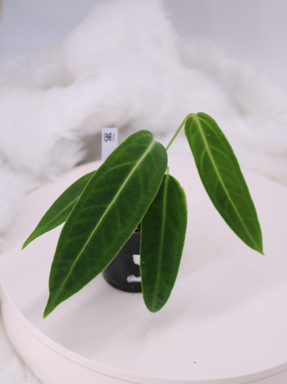 Anthurium Warocqueanum