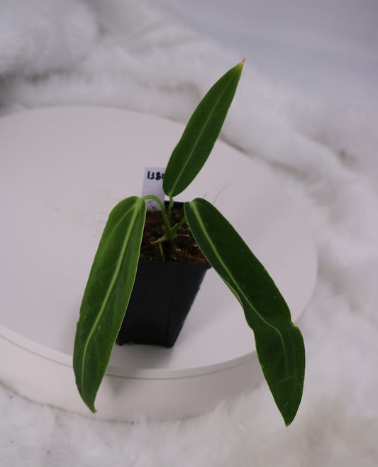 Anthurium Warocqueanum