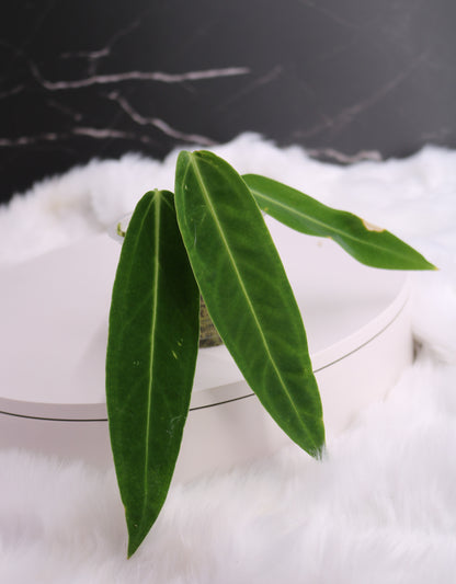 Anthurium Warocqueanum