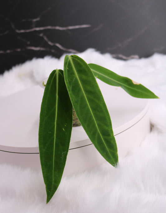 Anthurium Warocqueanum