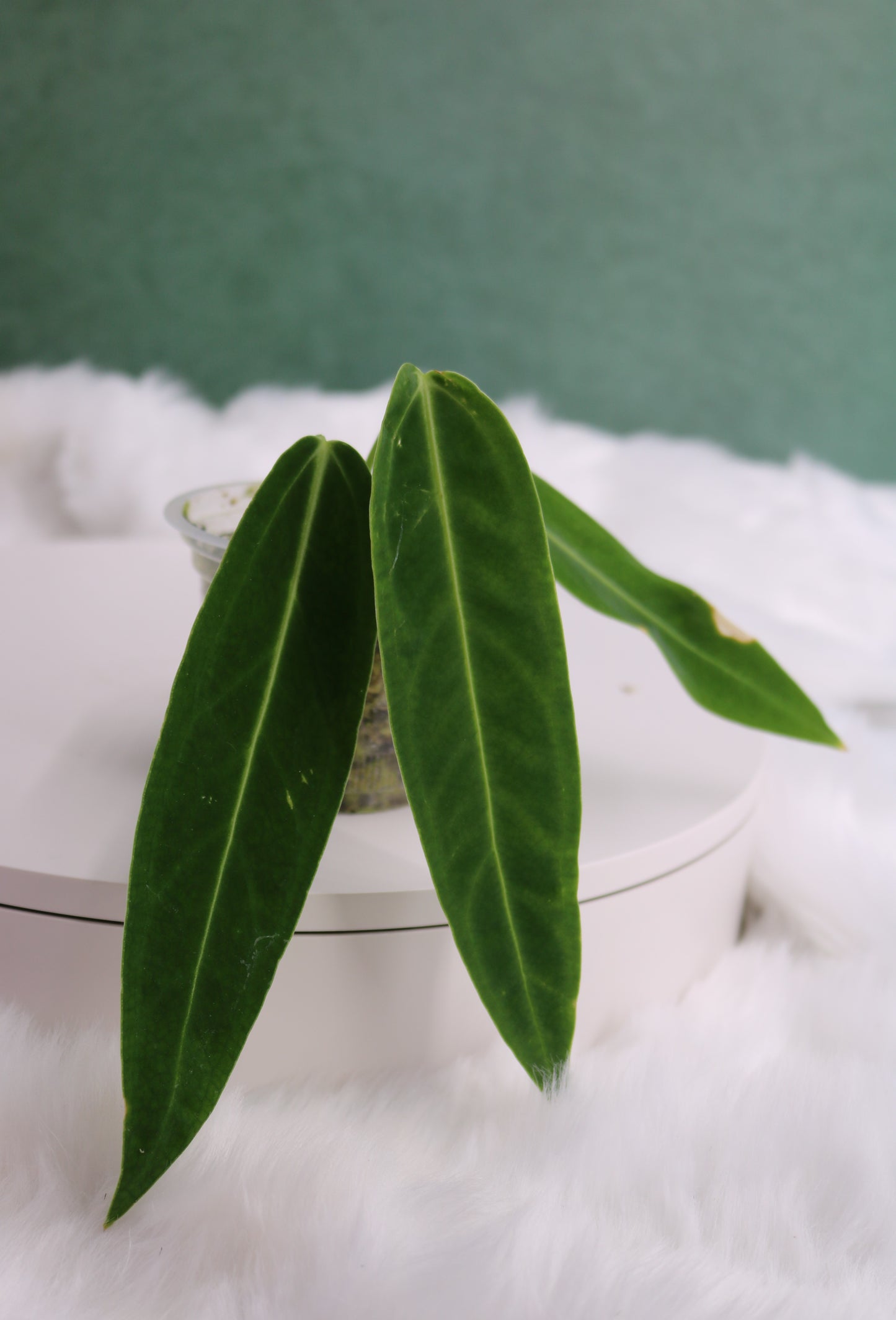 Anthurium Warocqueanum