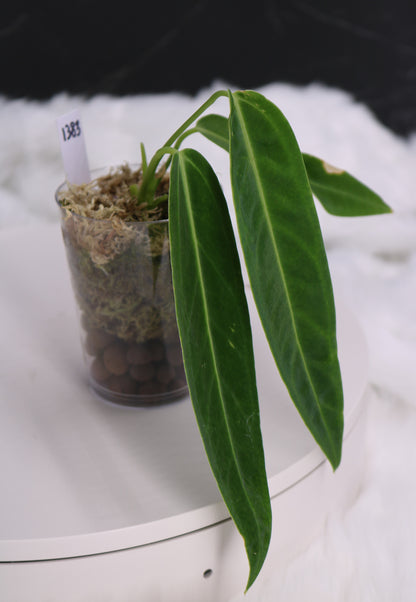 Anthurium Warocqueanum