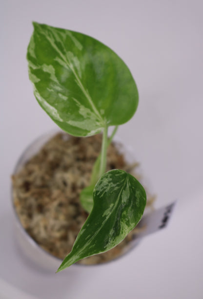 Monstera Bulbasaur