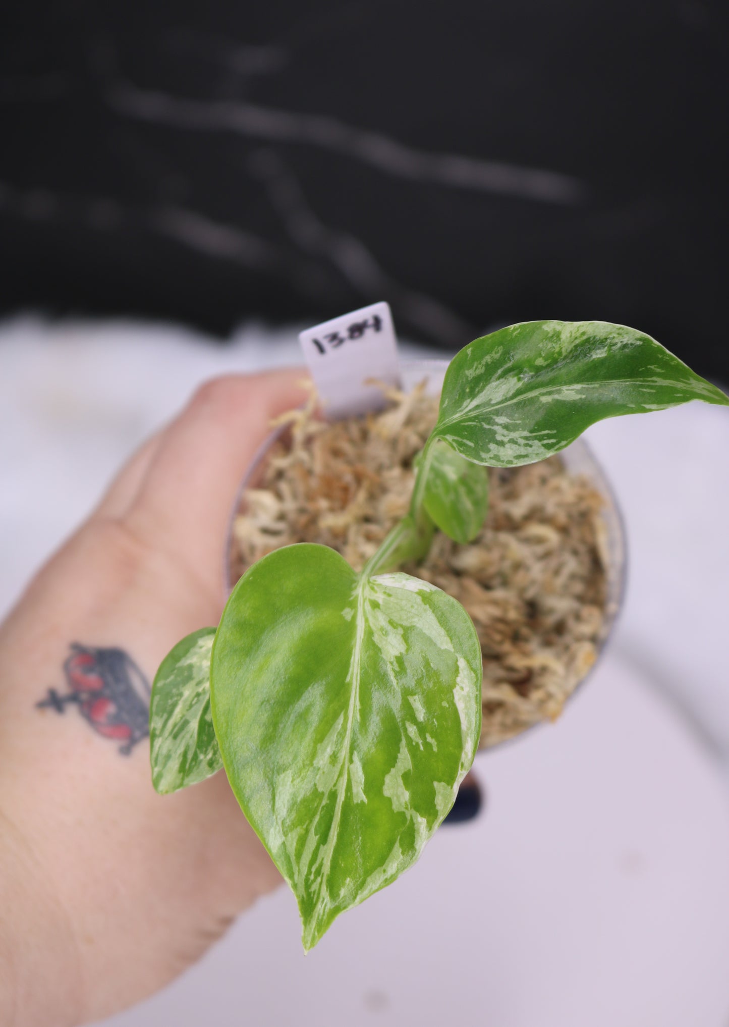 Monstera Bulbasaur