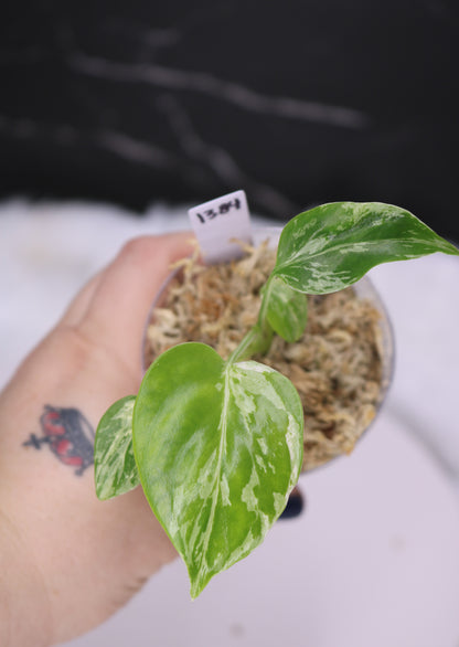 Monstera Bulbasaur